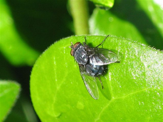 Calliphoridae ?